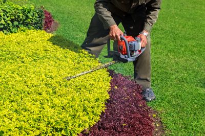 Improve Shape and Structure with Hedge Trimming!