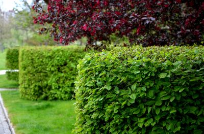 Improve Longevity with Hedge Trimming!