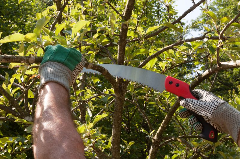 Apple Tree Pruning in Reno, NV