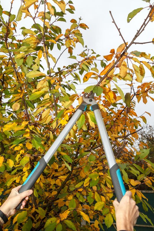 Branches Pruning in Pottstown, PA