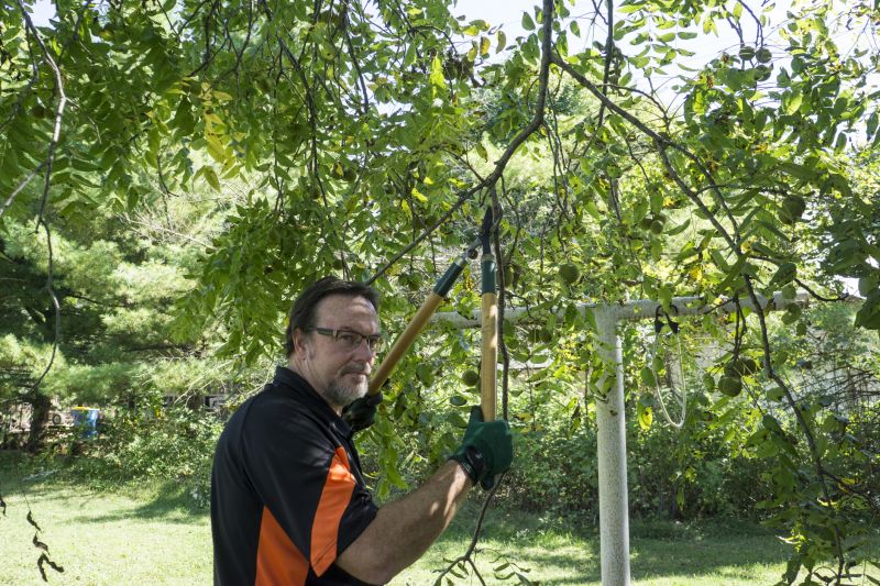 Limbs Trimming in Pottstown, PA