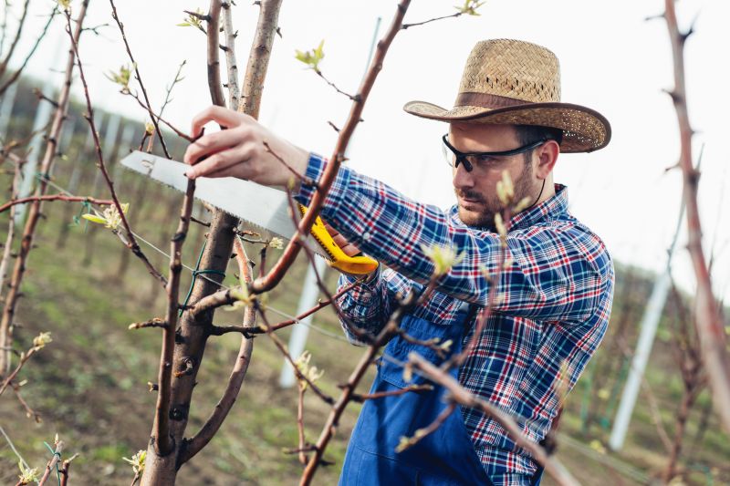 Oak Tree Pruning in Allentown, PA