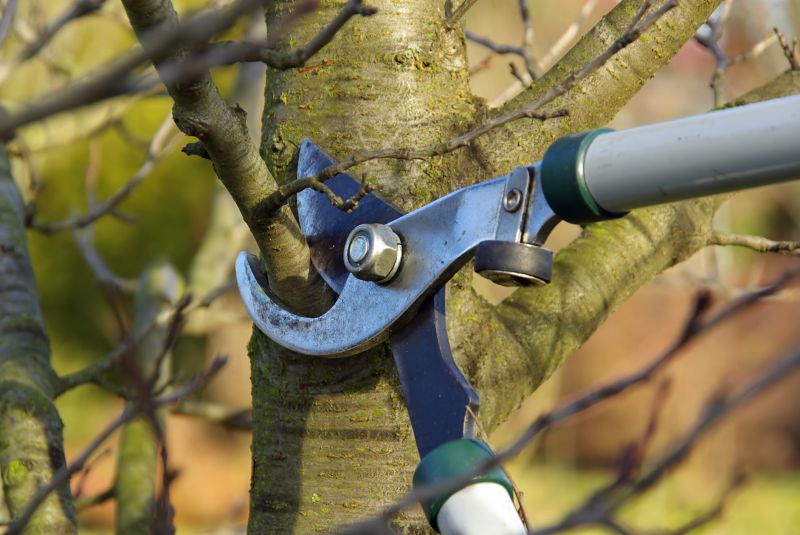 Apple Tree Pruning in San Jose, CA
