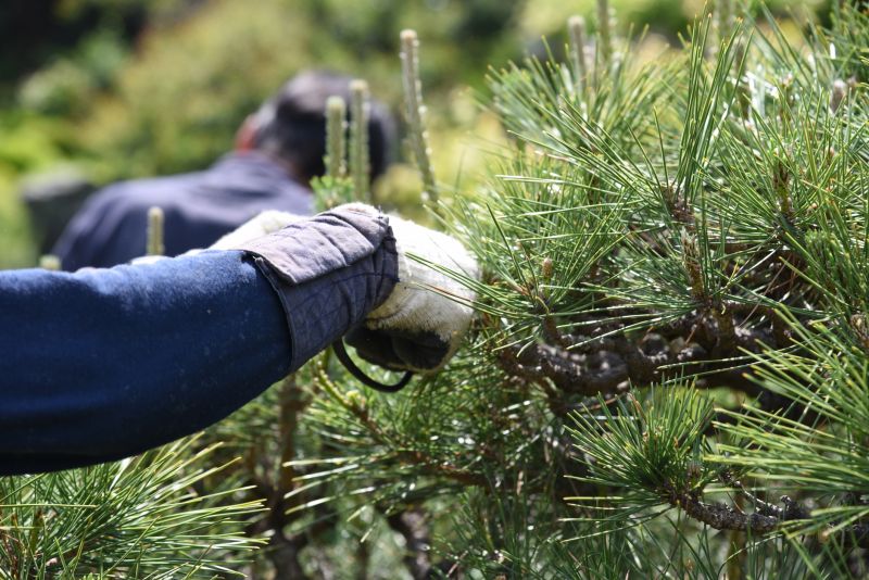 Apple Tree Pruning in Doylestown, PA