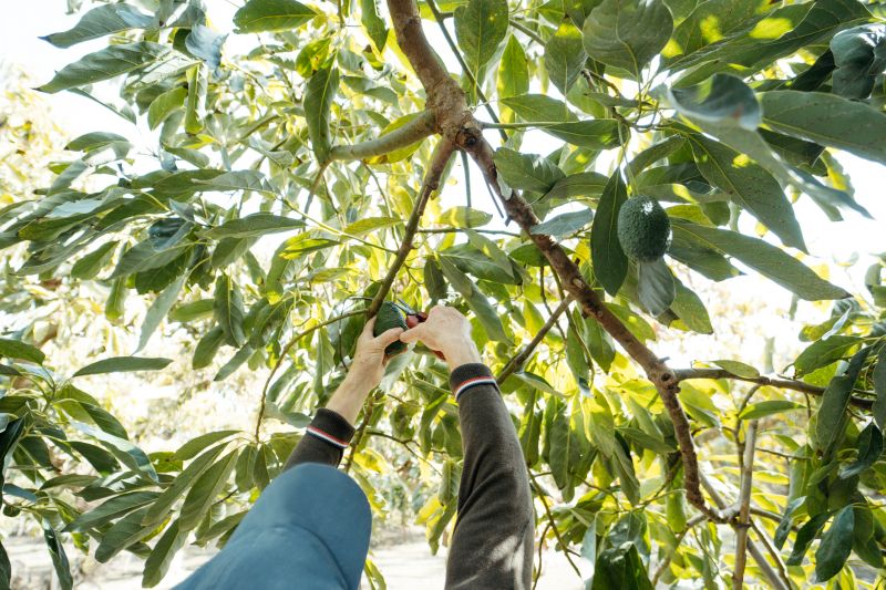 Apple Tree Pruning in Allentown, PA