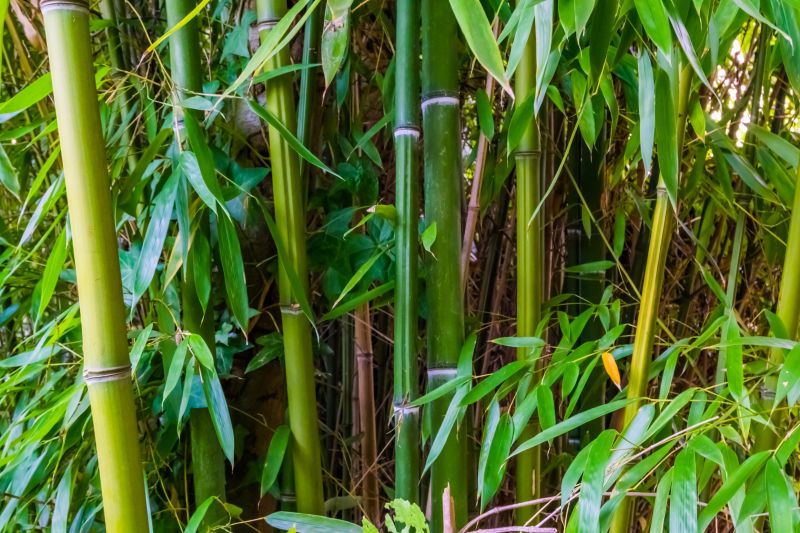 Bamboo Trimming in Ventura County, CA