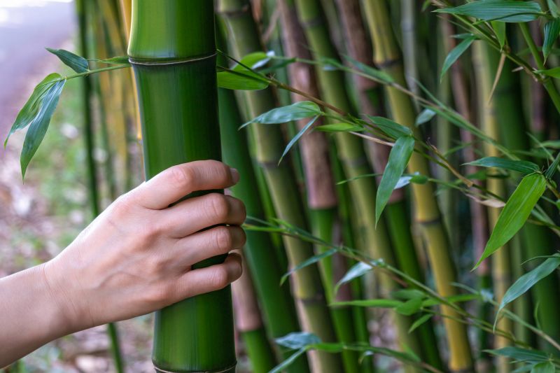 Bamboo Trimming in Aiken, SC