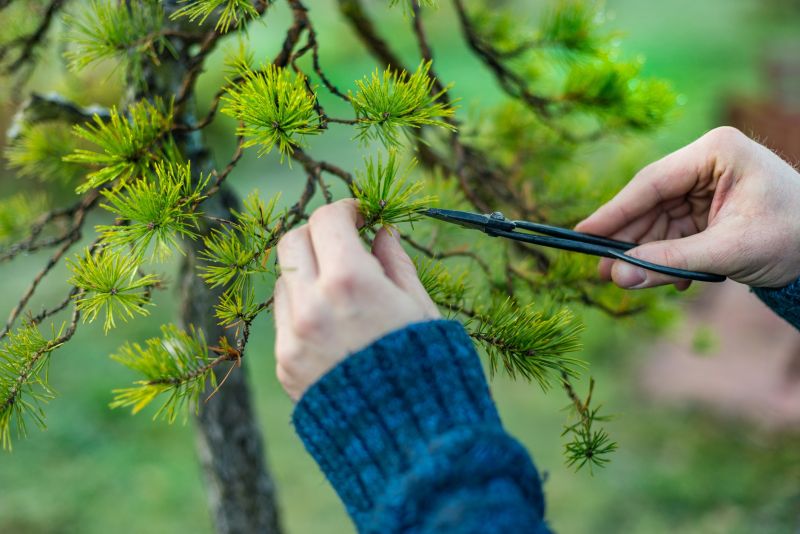 Birch Tree Pruning in San Jose, CA