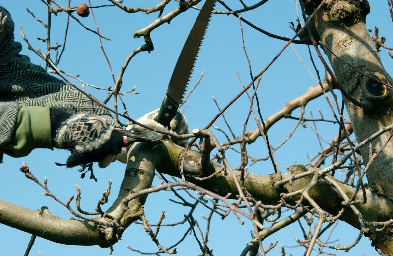 Bradford Pear Tree Pruning in Allentown, PA
