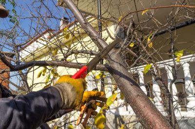 Branches Pruning in Reno, NV