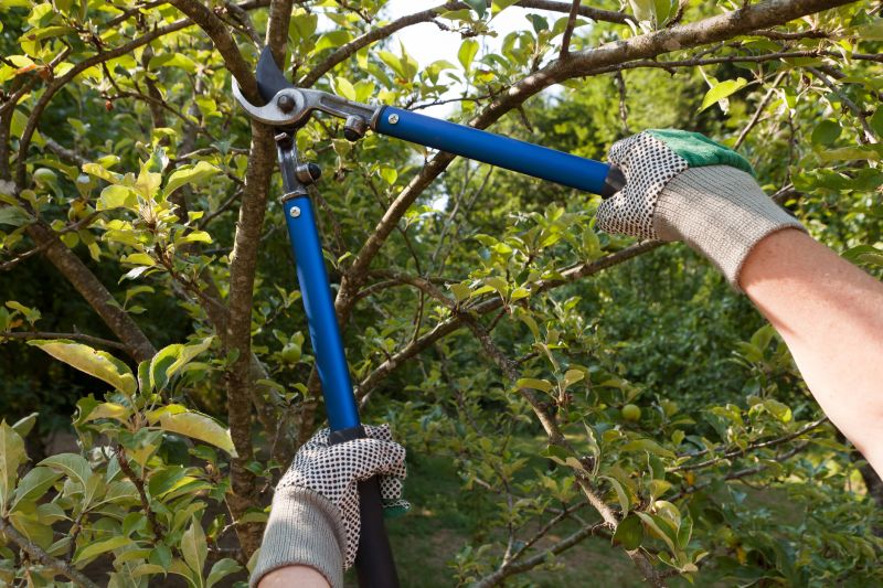 Branches Pruning in Pottstown, PA