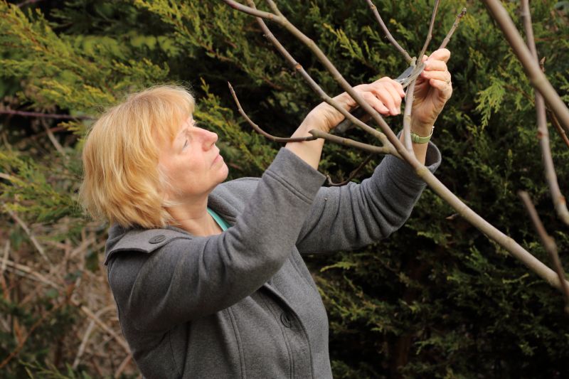 Branches Pruning in Doylestown, PA