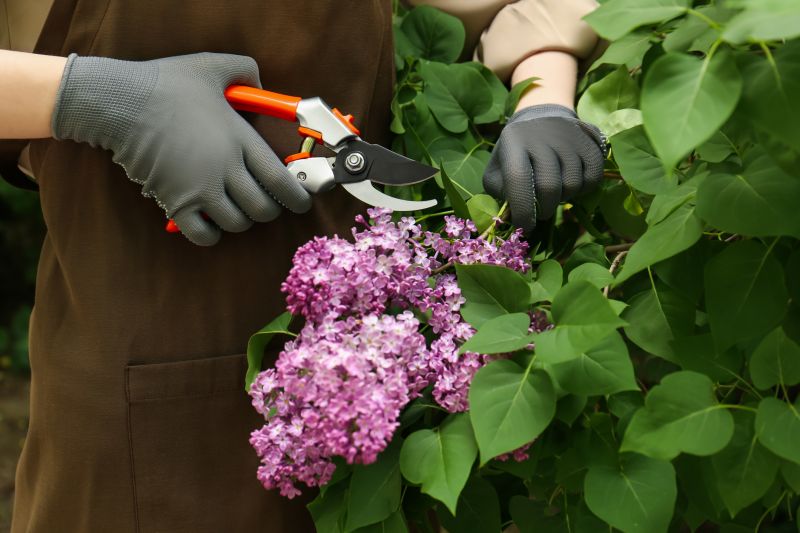 Butterfly Bush Pruning in Rockwall, TX