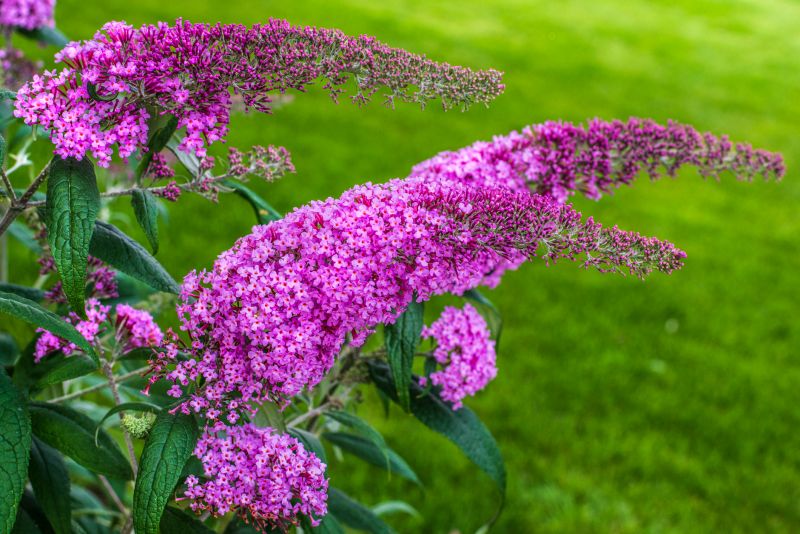 Butterfly Bush Pruning in Rockwall, TX