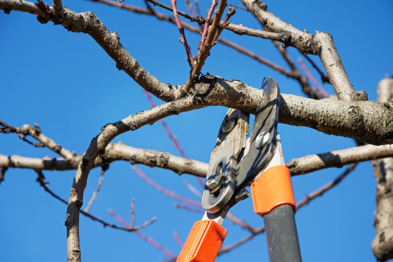 Canopy Pruning in San Jose, CA
