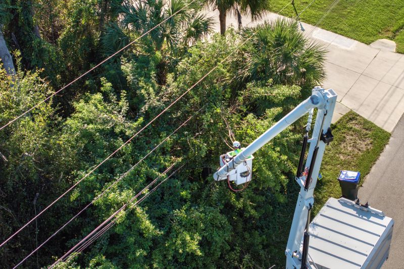 Commercial Tree Trimming in San Jose, CA