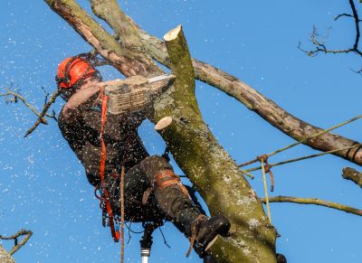Commercial Tree Trimming in Littleton, CO
