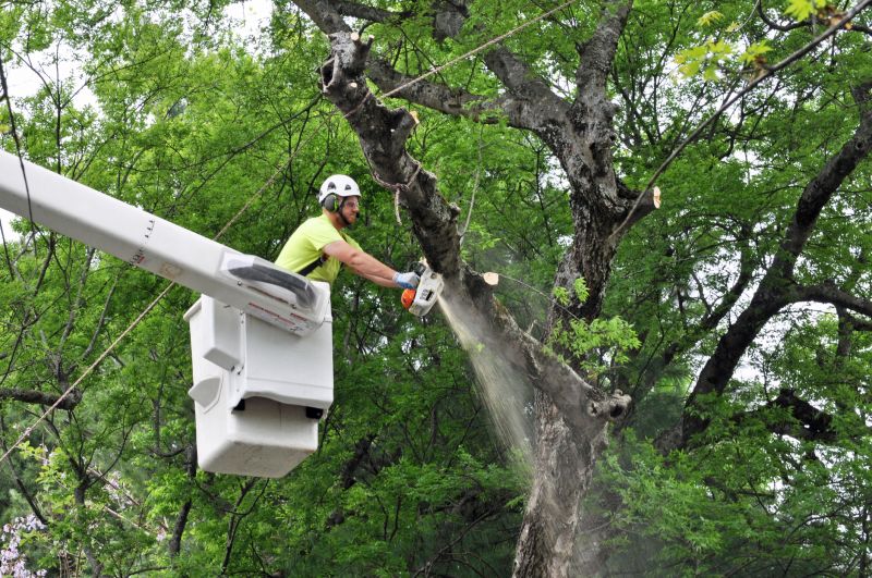 Commercial Tree Trimming in Denver County, CO