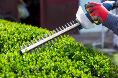 Cost of Hedge Trimming — Cost of Hedge Trimming