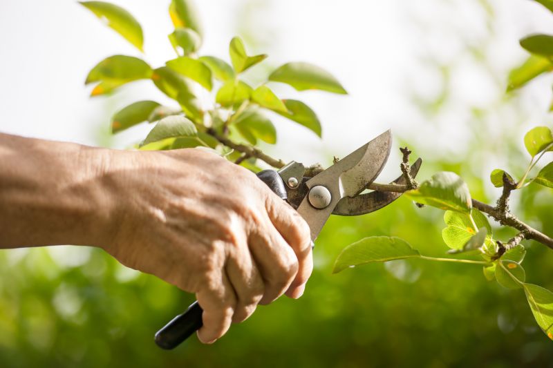Crape Myrtle Pruning in Ventura County, CA