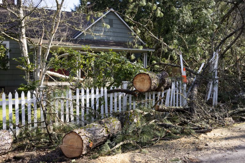 Dead Tree Removal in Allentown, PA