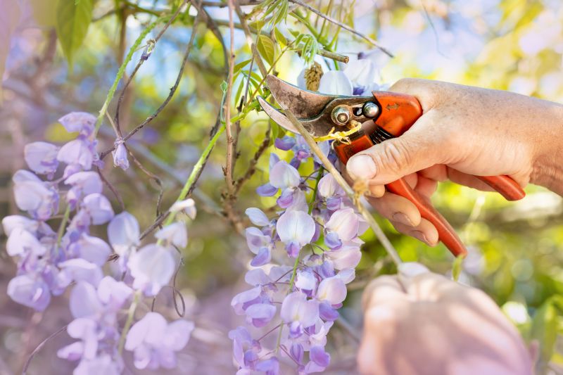 Forsythia Pruning in Rockwall, TX
