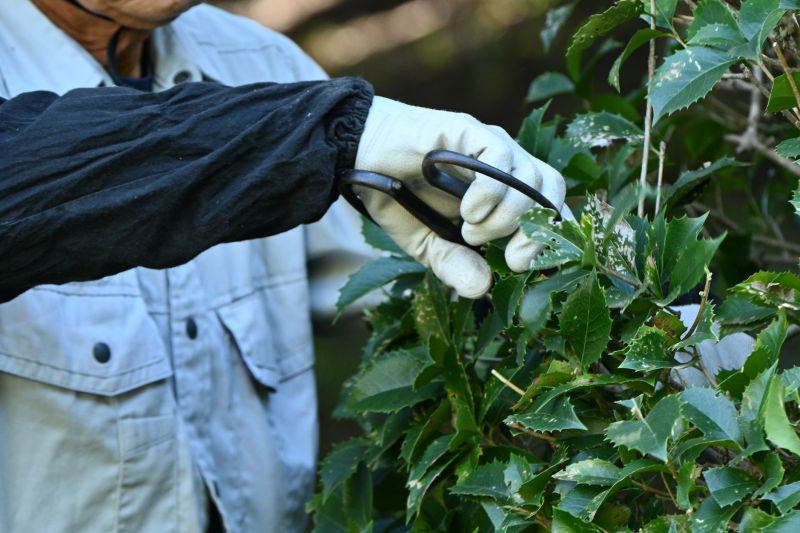 Forsythia Pruning in Aiken, SC