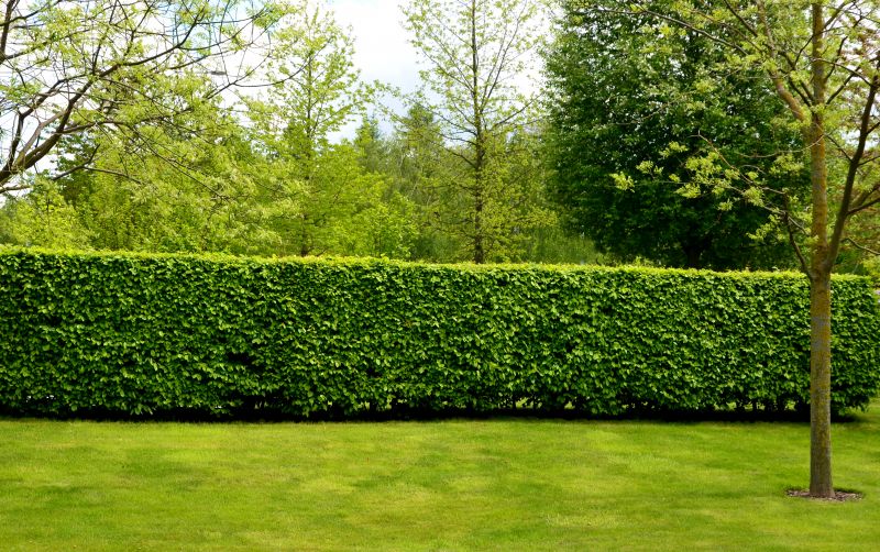 Lush Green Hedge