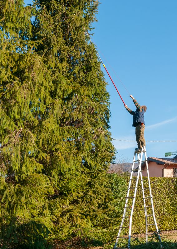 Hickory Tree Trimming in Pottstown, PA