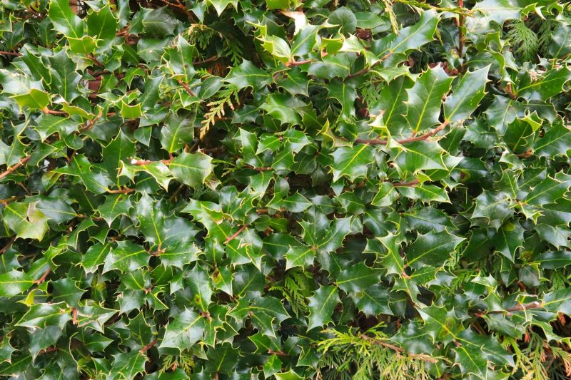 Holly Bushes Trimming in Rockwall, TX