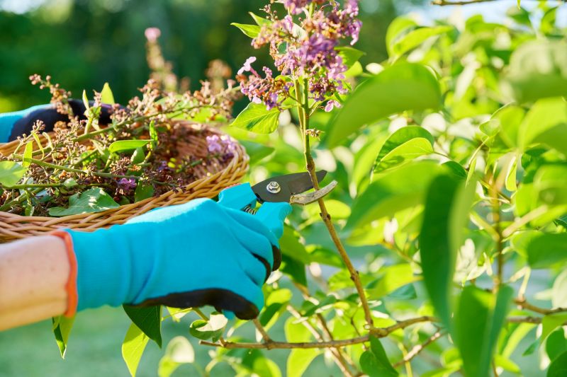 Hydrangea Pruning in Rockwall, TX