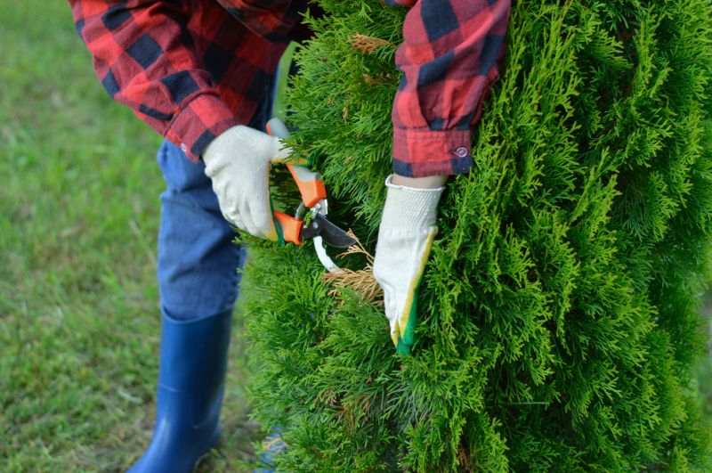 Juniper Trimming in Honolulu, HI