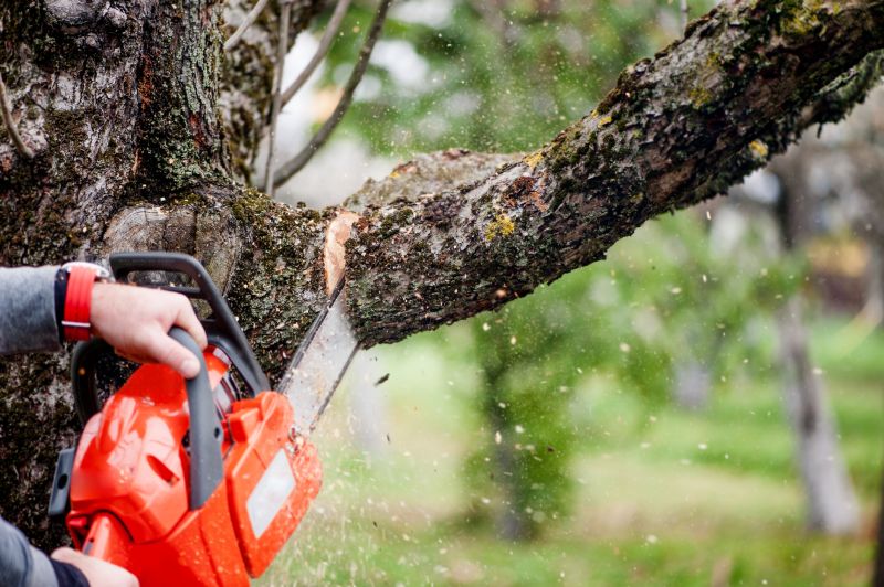 Limb Pruning in Allentown, PA