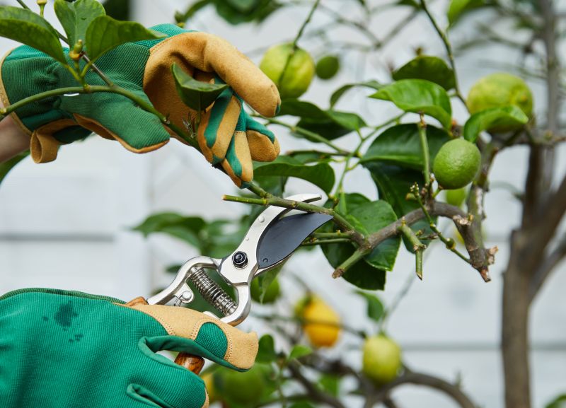Magnolia Tree Pruning in Doylestown, PA