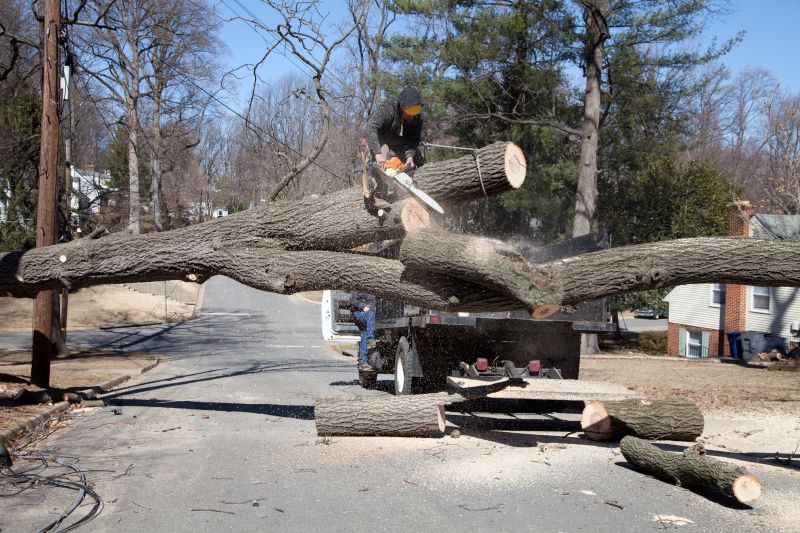 Maple Tree Removal in Allentown, PA