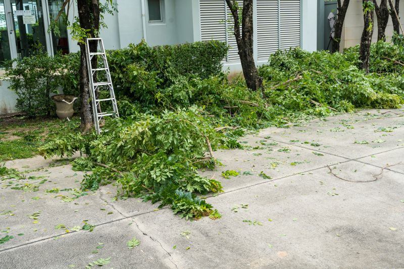 Mimosa Tree Removal in San Jose, CA