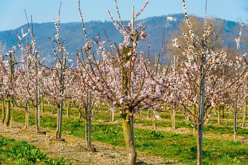 Orchard Tree Pruning in Reno, NV