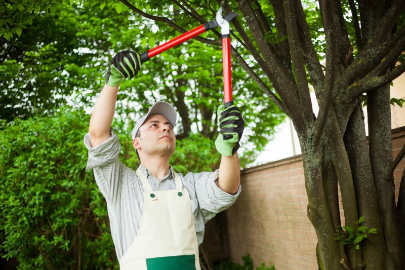Pear Tree Pruning in San Jose, CA
