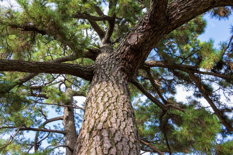 Pine Tree Trimming in San Jose, CA