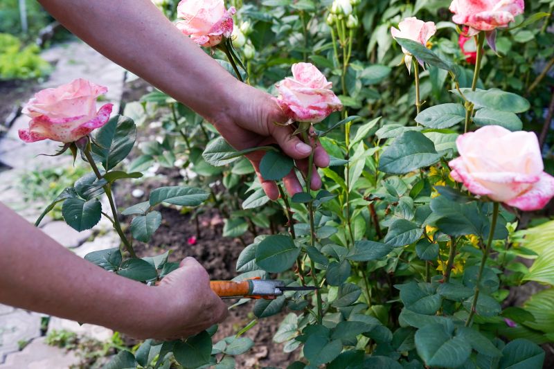 Rhododendron Pruning in Aiken, SC