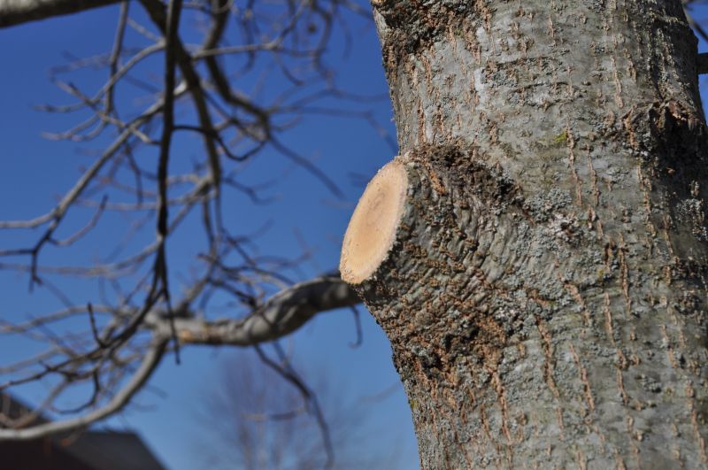 River Birch Trimming in Doylestown, PA