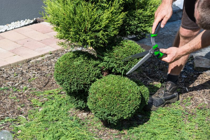 Shrubs Removal in Rockwall, TX