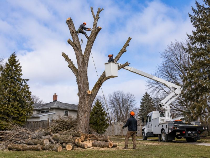 Spruce Tree Removal in San Jose, CA