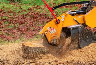 Stump Cutting in Calvert County, MD