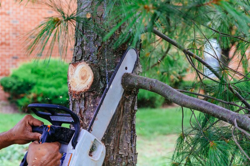 Tree Limbs Removal in San Jose, CA
