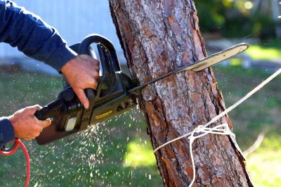 Tree Service in Doylestown, PA