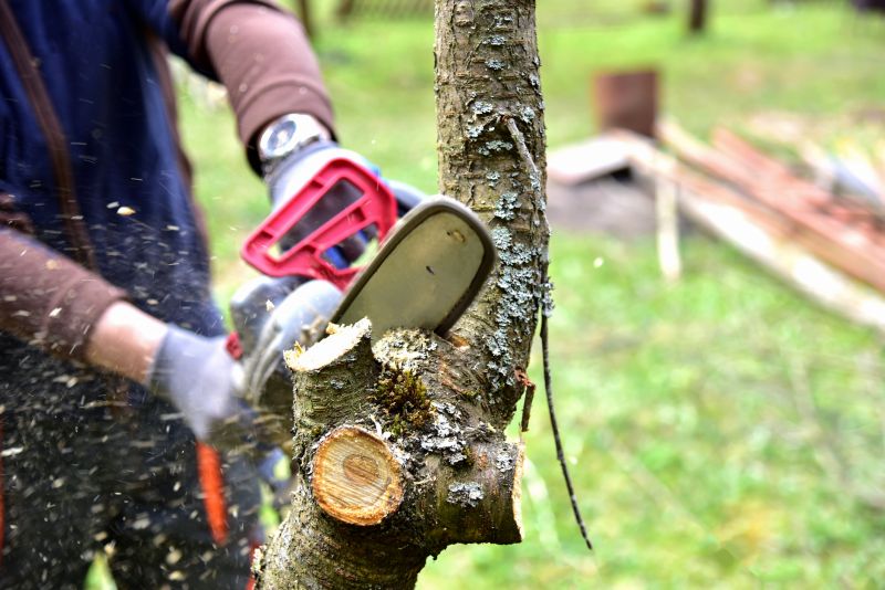 Tree Shaping Service in San Jose, CA