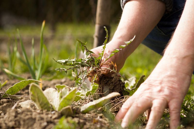 Weeding Service in Honolulu, HI