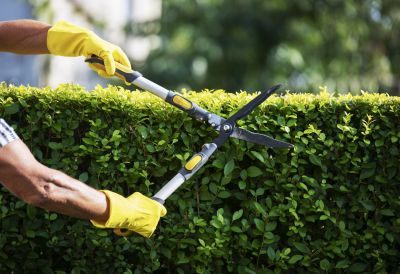 Improve Aesthetics with Hedge Trimming!